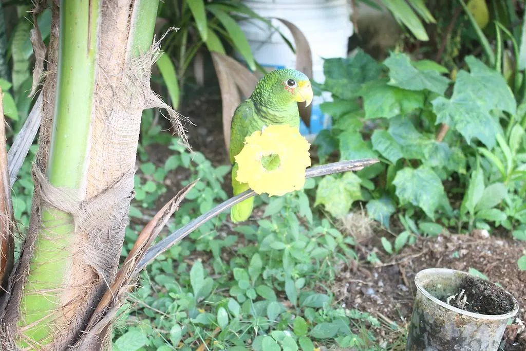 Casa Cotorro Best Tulum Adventures Holiday home